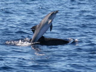 Delfines saludando a los visitantes